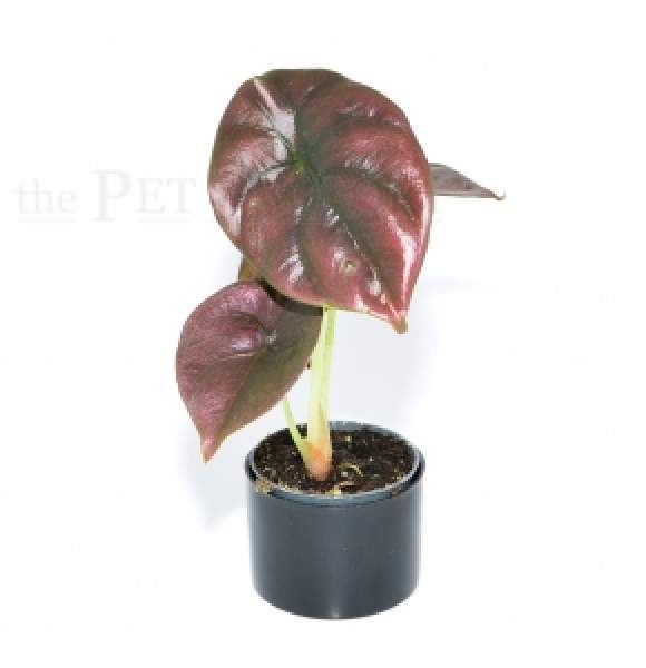 Alocasia cuprea RED SECRET
